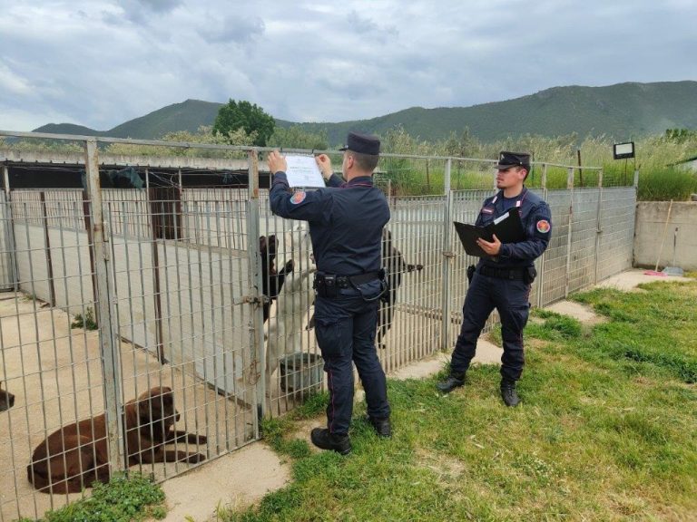 canile abusivo sessa