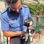 Carabinieri salvano un cagnolino di 3 mesi malnutrito ed in pessime condizioni
