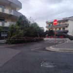 MONDRAGONE – Cade lo storico pino allo spartitraffico di Viale Margherita – Via Domiziana