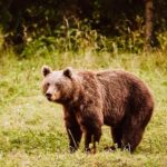 ROCCAMONFINA – Avvistamento orso: il messaggio del sindaco