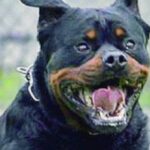 CARINOLA – Terrore fuori la scuola, studente aggredito e azzannato ferocemente da Rottweiler