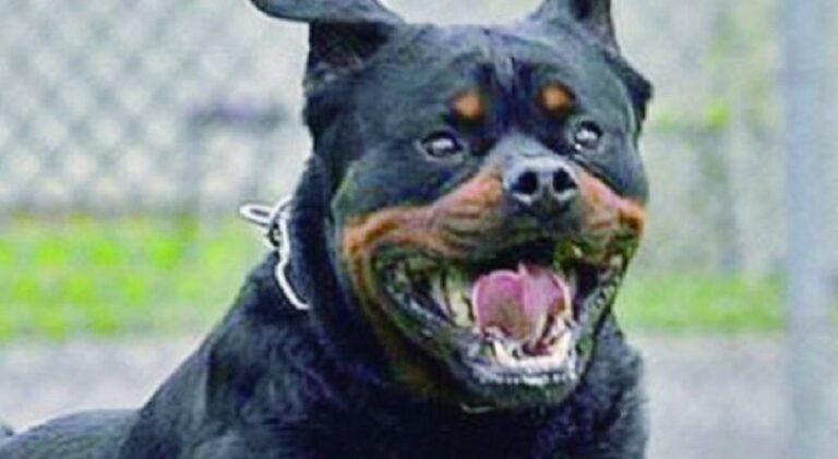 6646648_23210941_rottweiler