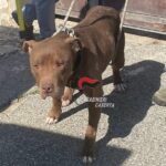 CASTEL VOLTURNO – Cane denutrito e rinchiuso nel box abusivo: denunciata 35enne