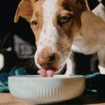 Immagini copertina Magazine - cane mangia meno
