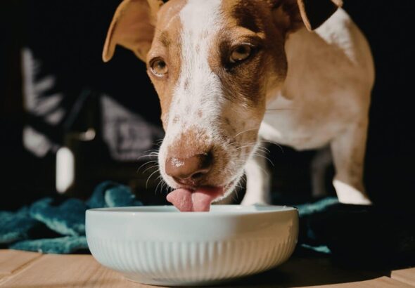 Immagini copertina Magazine - cane mangia meno