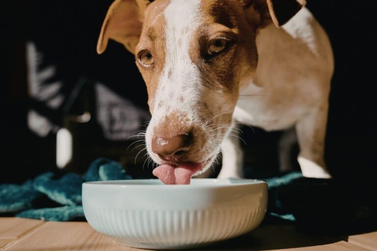 Immagini copertina Magazine - cane mangia meno